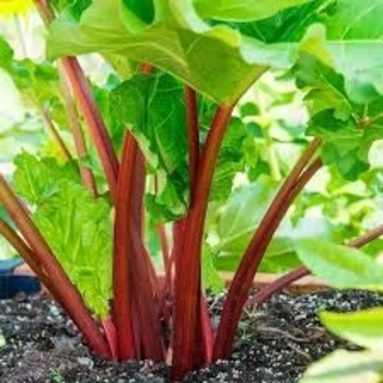 Rheum rhabarbarum 'Crimson Cherry' 