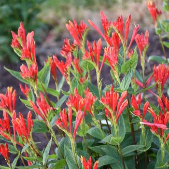 Spigelia marilandica 'Orange Slices' 