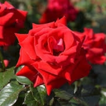 Rosa 'WEKcharlie' PP22571
