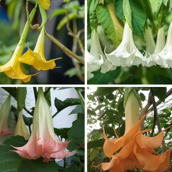 Datura metel