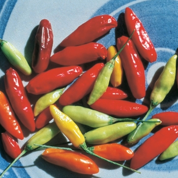 Capsicum annuum 'Tabasco' 