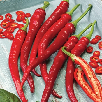 Capsicum annuum 'Arapaho' 