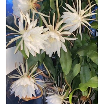 Epiphyllum oxypetalum