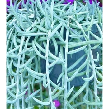 Senecio radicans 'Glauca' 