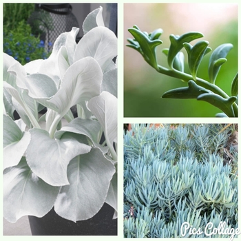 Senecio amaniensis
