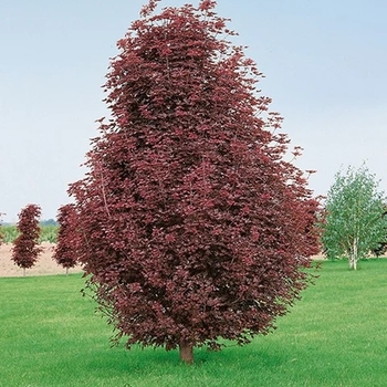 Acer platanoides 'Crimson Sentry' 