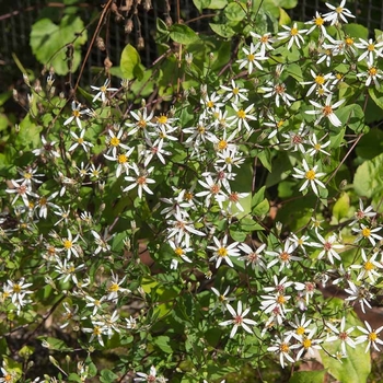 Aster divaricatus