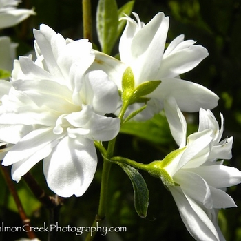 Philadelphus 'Snow Dwarf' 