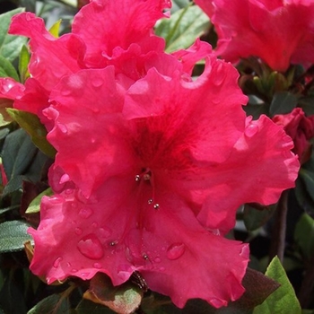 Rhododendron Rutherfordiana Hybrid 'Red Ruffles' 