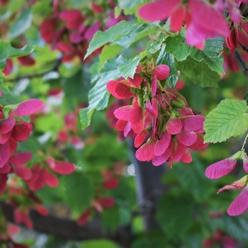 Acer tataricum 'Garann' PP15023