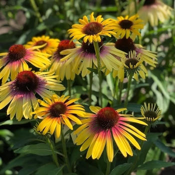 Echinacea 'Rainbow Marcella' 