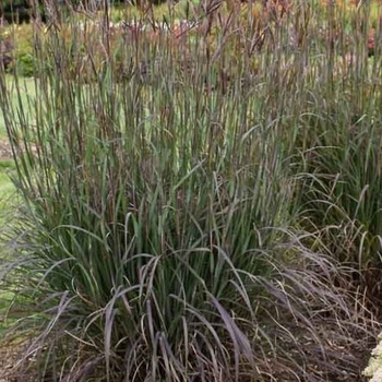 Andropogon gerardii 'Holy Smoke' 