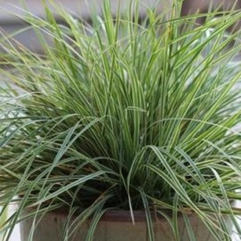 Calamagrostis x acutiflora 'Lightning Strike' 