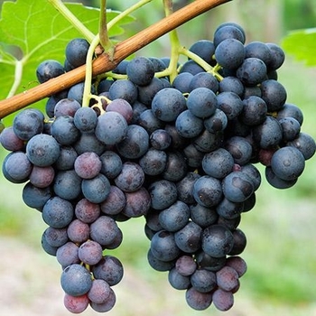 Vitis labrusca 'Concord Seedless' 