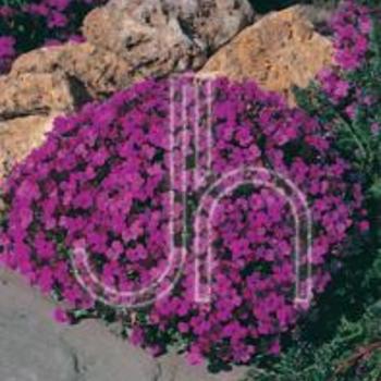 Aubretia 'Whitewell Gem'