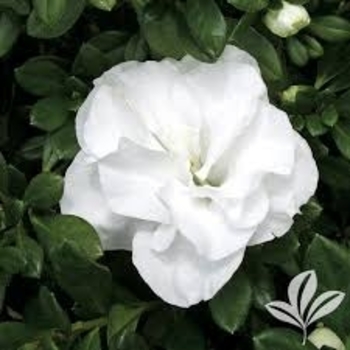 Rhododendron Linwood hybrid 'Hardy Gardenia' 