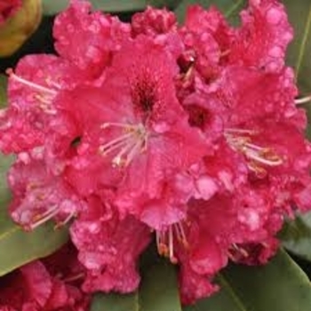 Rhododendron Shammarello hybrid 'Holden' 