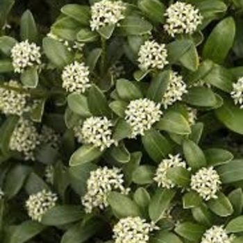 Skimmia japonica 'Female' 