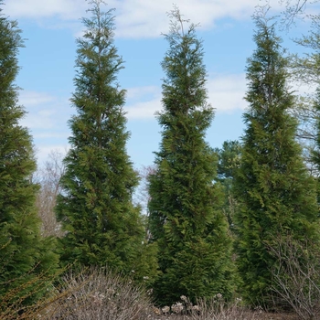 Thuja occidentalis 'Full Speed a Hedge®' 