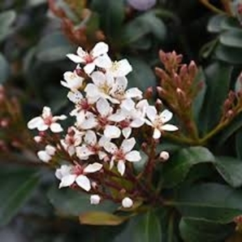 Rhaphiolepis x delacourii 'Corleyscourii' PP15544