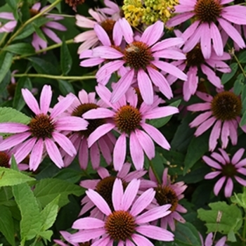 Echinacea pallida