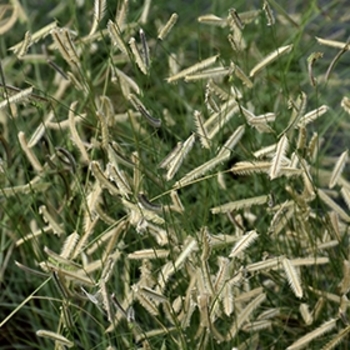 Bouteloua gracilis
