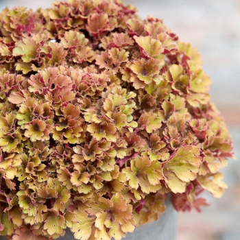 Heuchera 'Alchefril' 