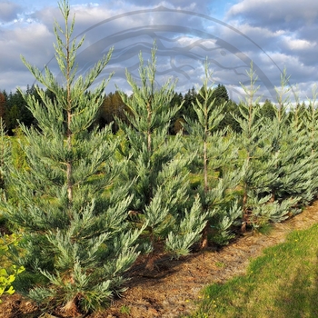 Sequoiadendron giganteum 'Hazel Smith' 
