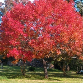Pistacia chinensis 'Keith Davey' 