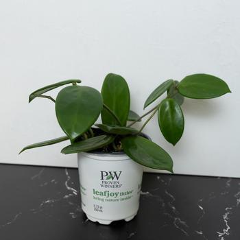 Hoya 'Vangviengiensis' 