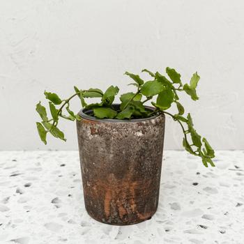 Hoya endauensis 'Emerald Surf™' 