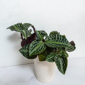 Geogenanthus poeppigii Jungle Diva™ 'Roxie™'