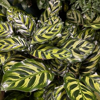 Maranta leuconeura 'Lemon Lime' 