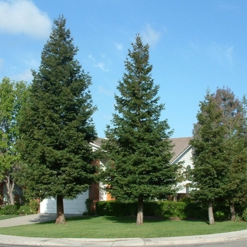 Sequoia sempervirens 'Aptos Blue' 