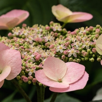 Hydrangea macrophylla