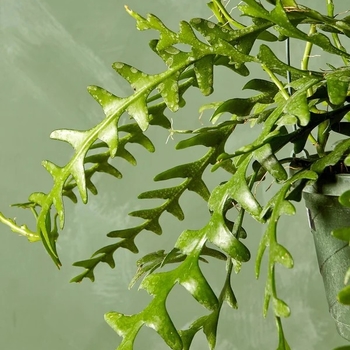 Epiphyllum anguliger