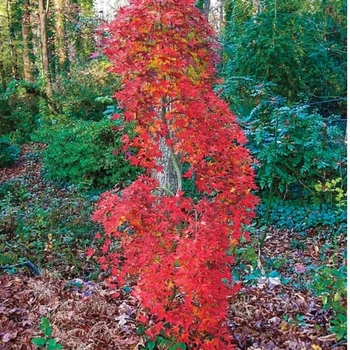 Acer palmatum 'Ryusen' PP18501
