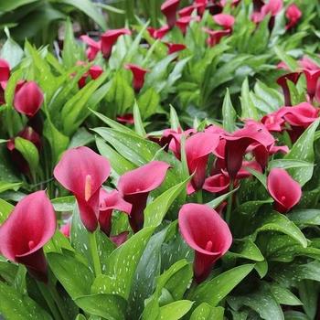 Zantedeschia 'Royal Valentine&reg;' (289844)