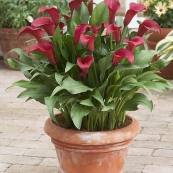 Zantedeschia 'Royal Valentine®'