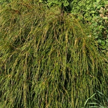 Thuja plicata 'Whipcord' 