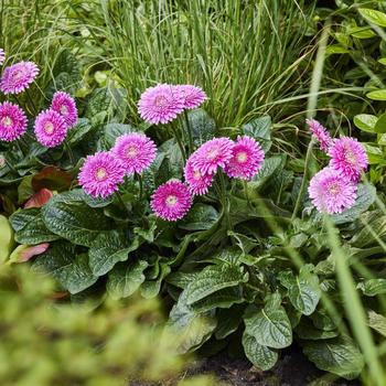 Gerbera jamesonii 'Garvinea Majestic Purple' (289898)