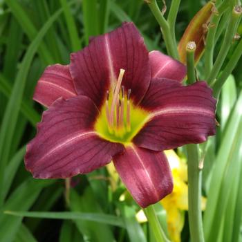 Hemerocallis 'Mary Reed' 