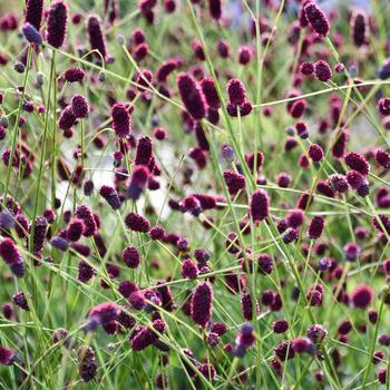 Sanguisorba 'Plum Drops' (289970)
