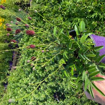 Sanguisorba 'Plum Drops' (289971)