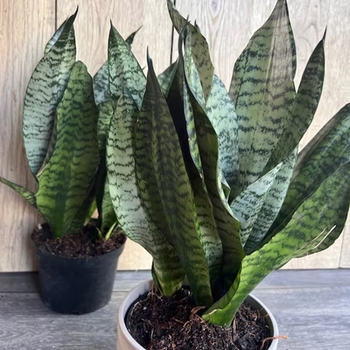 Sansevieria trifasciata 'Futura Robusta' 
