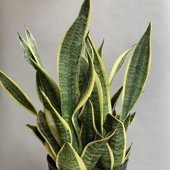 Sansevieria trifasciata 'Futura Superba' 