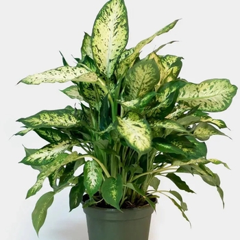 Dieffenbachia 