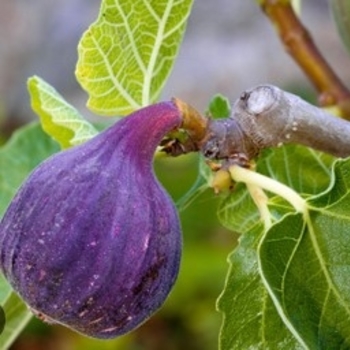 Ficus carica 'Chicago Hardy' 