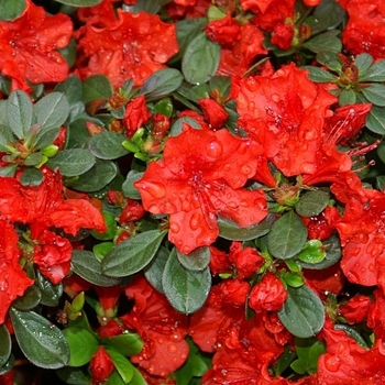 Rhododendron 'Girard's Hot Shot' 