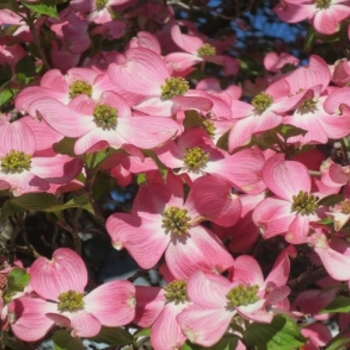 Cornus florida 'Rubra' 
